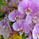 Solar Orchid